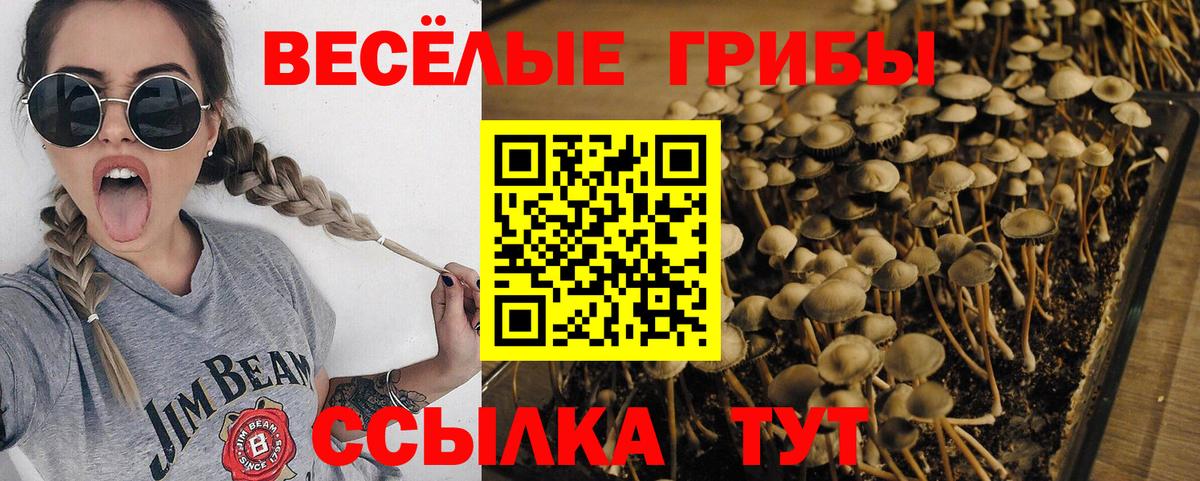 Псилоцибиновые грибы прущие грибы  Вход с VPN  Железногорск 